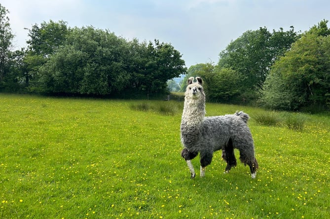 Tilly the llama enjoying her new home in Yelverton, Dartmoor